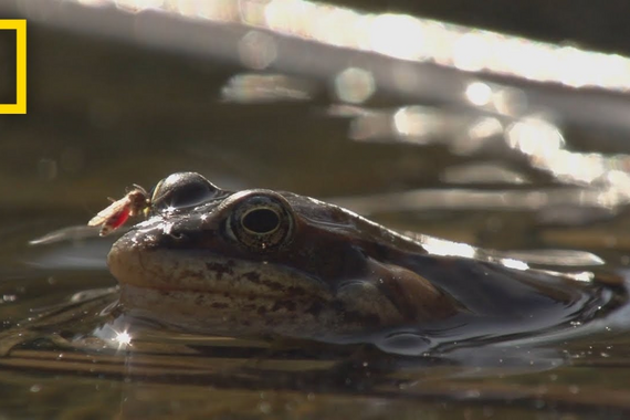 The Canadian frogs can 'freeze' and defrost without dying.