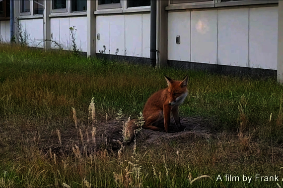 Two foxes were spotted outside of the Paviljoen last June. TU/e employee Frank Aerts managed to capture the two on video.