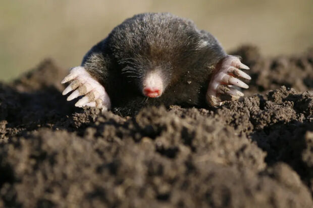 Onder het Maaiveld (Planet Soil)