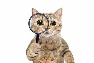 Yuliia Sonsedska / Shutterstock