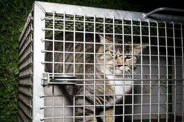 Zwerfkat in een vangkooi. Foto | Dierenbescherming
