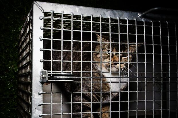 TU/e allows feral cats to live on campus
