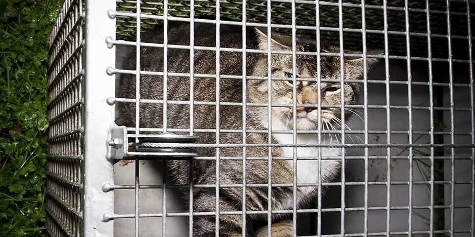 [Translate to English:] Zwerfkat in een vangkooi. Foto | Dierenbescherming