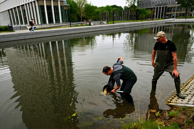 Egbert succesvol en gezond overgeplaatst