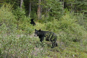 Roadtrip door Banff, foto gemaakt vanuit de auto. Roadtrip door Banff, foto gemaakt vanuit de auto.