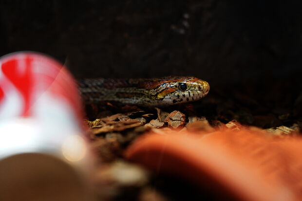 Bouzo the snake gets a mouse on world animal day