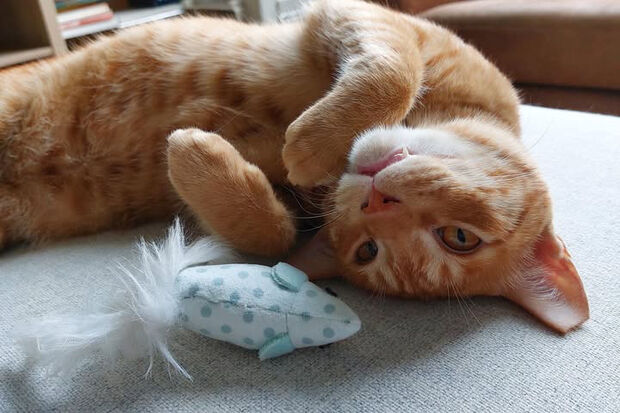 World Animal Day Special: the pets of the TU/e community