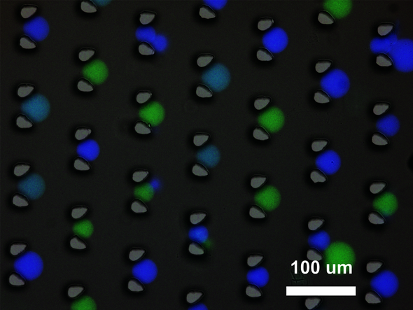 MICROSCOPISCH BEELD MET GROEN, DONKERBLAUW EN BLAUW GELABELDE SYNTHETISCHE PROTOCELLEN. DE PROTOCELLEN BEVATTEN DNA-MOLECULEN EN ZITTEN VAST TUSSEN TWEE KLEINE ZUILTJES (HIER GRIJS). AFBEELDING | A. JOESAAR ET AL., NATURE NANOTECHNOLOGY