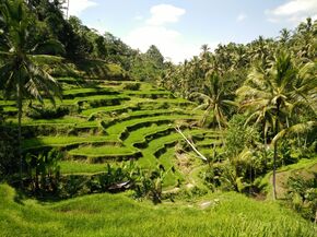 Rijstvelden op Bali.