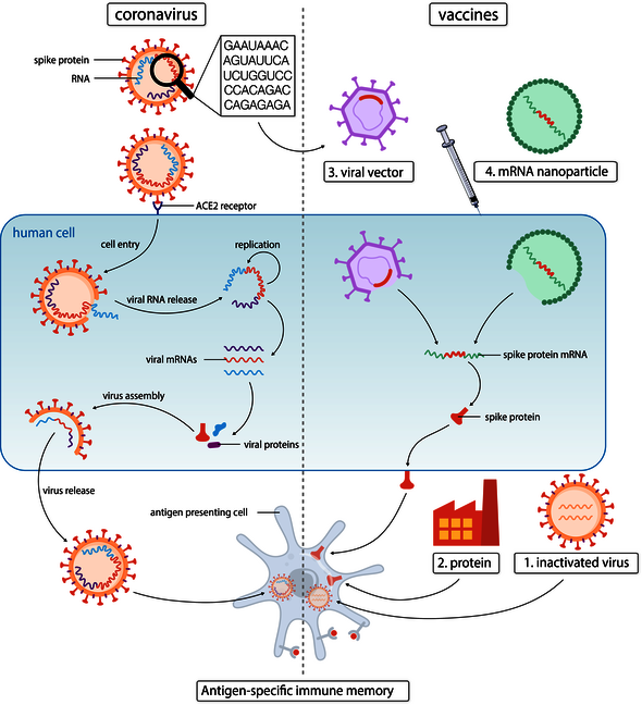 Werking van vaccins tegen het coronavirus. Illustratie | Roy van der Meel / ICMS Animation Studio