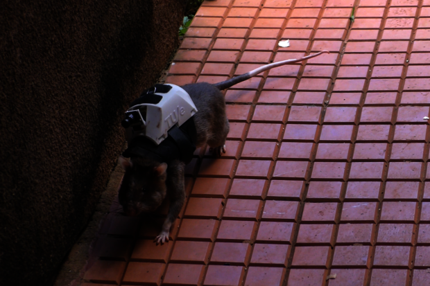 Rats with backpacks to the rescue