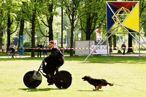 Demonstratie met politiehonden. Foto | Bart van Overbeeke Demonstratie met politiehonden. Foto | Bart van Overbeeke