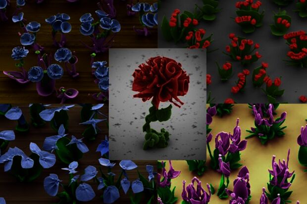 TU/e student’s flowers on cover Science
