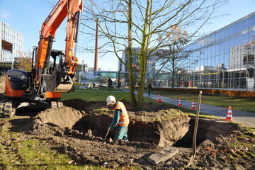 Luchtiger omgeving voor eikenwortels.