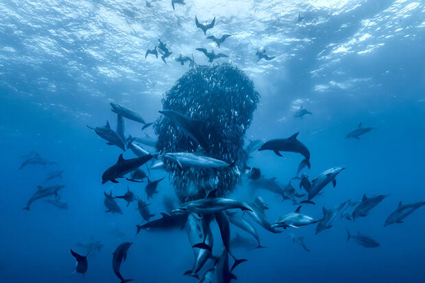 Ocean with David Attenborough