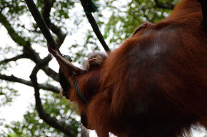 Orang Oetans in de Singapore Zoo. Orang Oetans in de Singapore Zoo.