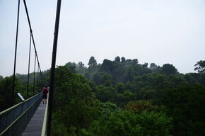 Uitzicht vanaf de Tree Top Walk.