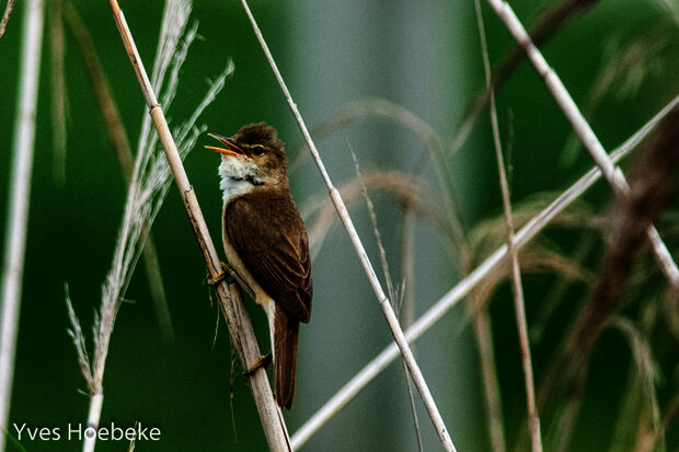 Reed-dwelling birds fall prey to aquatic plant eradication in Dommel