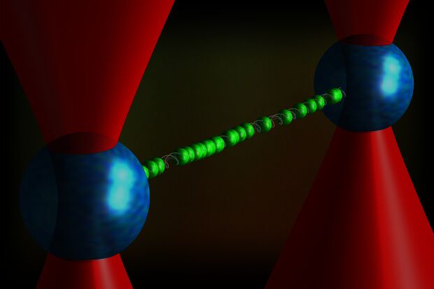 Longest form of DNA discovered