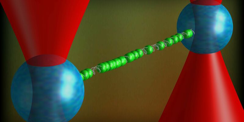 DNA is opgespannen tussen twee (polystyreen) balletjes (blauw) die vast worden gehouden in laserbundels (rood). Intercalatoren (groen) maken hypergestrekt DNA zichtbaar. Afbeelding: Iddo Heller / VU Amsterdam