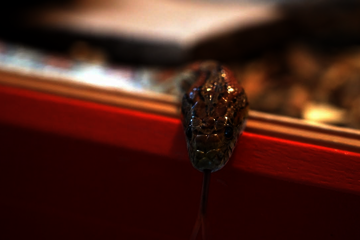 The ‘prothok’ of Protagoras, the study association of Biomedical Technology, is home to Bouzo the snake. He keeps the members of the association company in a terrarium in the corner of a room in Traverse. In return, he receives much love, a clean cage, and a small mouse once a week – if he manages to catch it, that is.