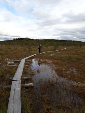 Swamp near Lahti.