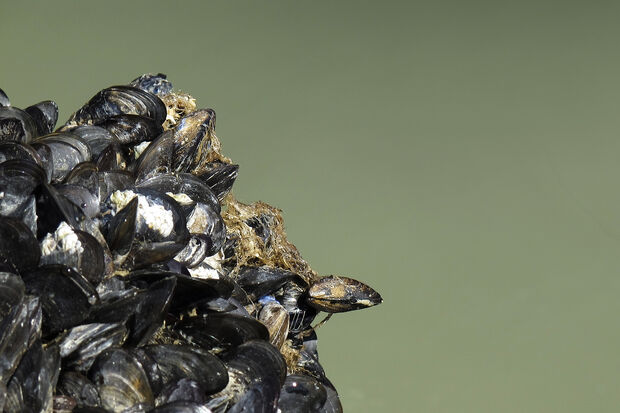 The (adhesive) power of mollusks 