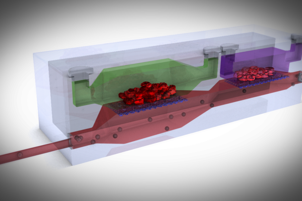 Organ network in transparent chip to study how cancer cells spread