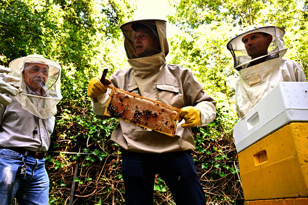 Four beekeepers look after hundreds of thousands of bees on the TU/e campus