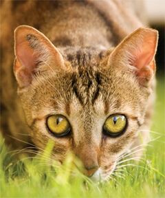 Kat met een eartip. Foto | Dierenbescherming