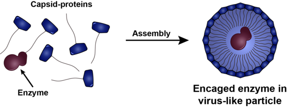 Under the right conditions the capside proteins will form a surrounding mantle around the medicine. Illustration | Daan Vervoort