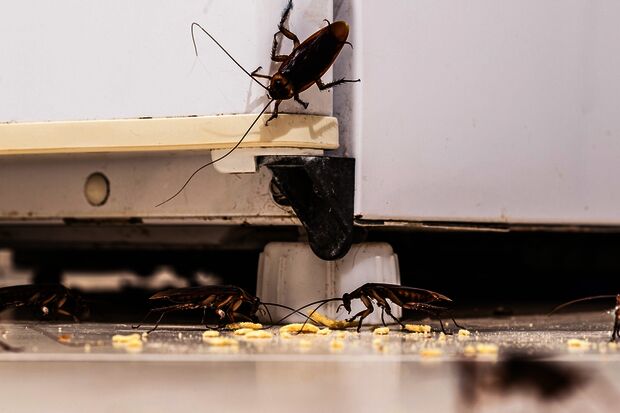 Cockroach plague in Luna