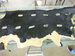 Example of cow hide samples used for my research project