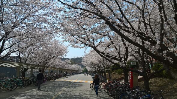 De KAIST-campus in bloei.
