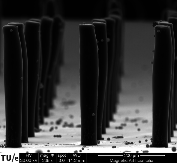 Microscope image of magnetic cilia. Image | Shuaizhong Zhang