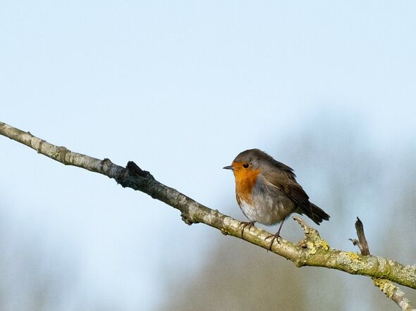 Roodborst