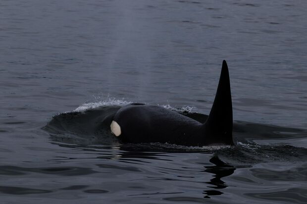 TU/e says goodbye to Orca at the end of 2022