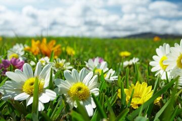 Nieuwe opleidingen: laat duizend bloemen bloeien?