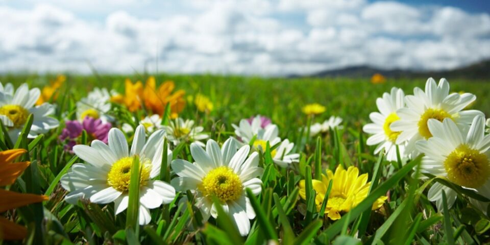 Nieuwe opleidingen: laat duizend bloemen bloeien?