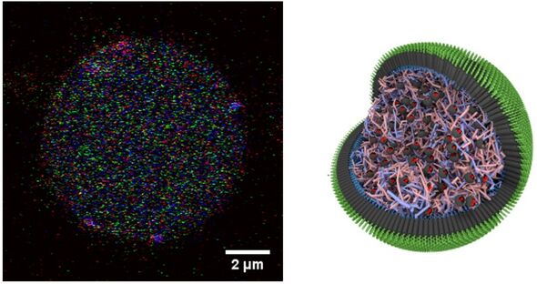 Een synthetische cel, gevuld met drie verschillende kunstmatige organellen (in drie kleuren). Links een microscoop-opname; rechts een schematische weergave. Illustratie | TU/e