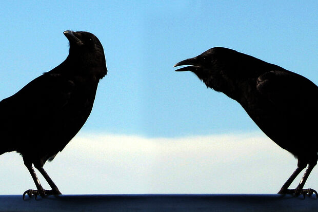 Cursor goes course-hopping | Seven compliments for every confrontation