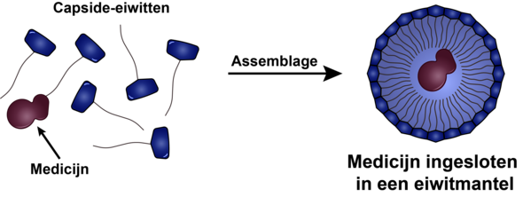 Onder de juiste omstandigheden vormen de capside-eiwitten spontaan een eiwitmantel om het medicijn heen. Illustratie | Daan Vervoort
