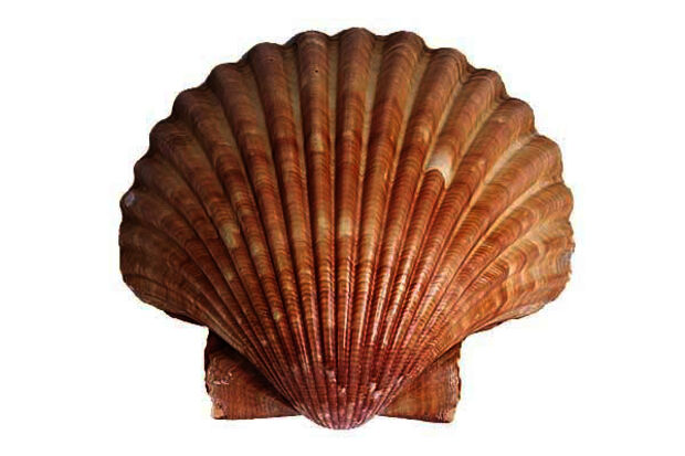 TU/e scientists see shells grow in real time
