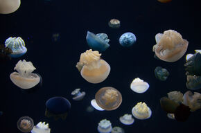 In het SEA aquarium in Singapore.