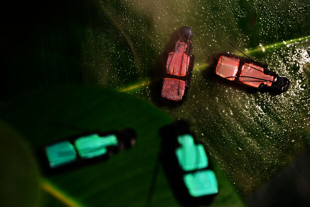The 4D-printed beetle that changes color when it gets wetter