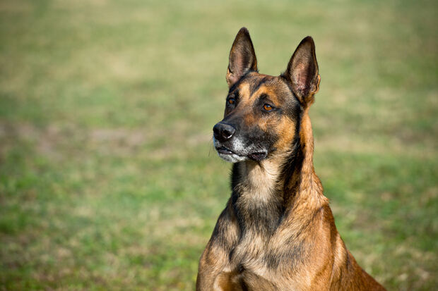 Cursor kijkt mee met de digitale waakhonden van de TU/e
