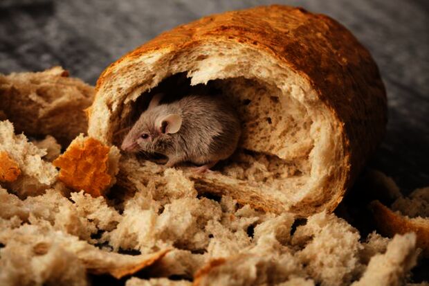 Impending mouse plague at TU/e