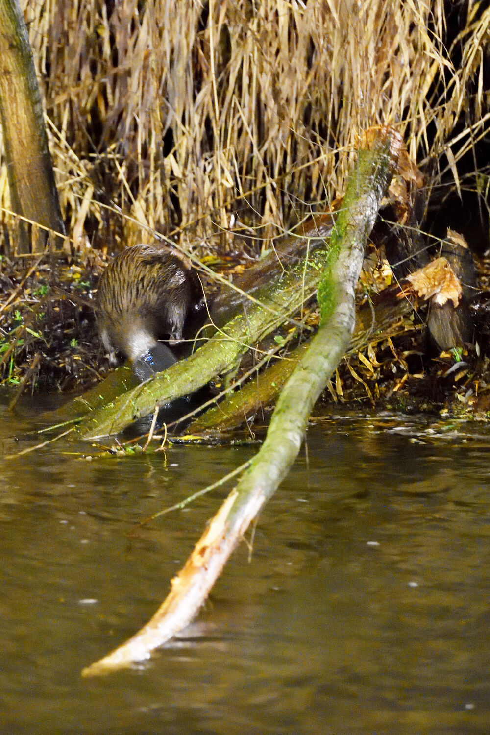 Extra Hairy Beaver