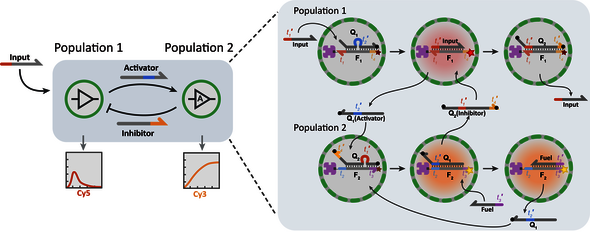 Schematische weergave van DNA-computing. Illustratie | Alex Joesaar et al., Nature Nanotechology (2019)