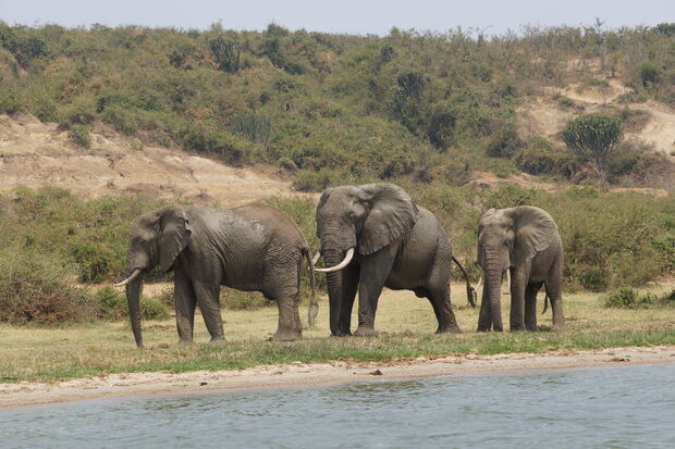 Home Stretch | Using mathematics to protect African wildlife